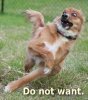 the-sweet-pickles-bus-831405-albums-do-not-want-pic61294-do-not-want-dog.jpg